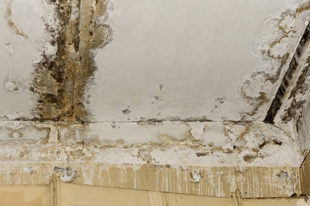 Best Residential Mold Inspection & Testing  in Bruce, MS